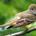 430_Great Crested Flycatcher